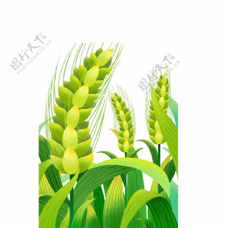 小满节气绿色麦穗图案元素