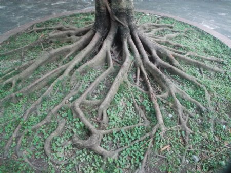 树根