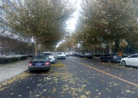落叶的路