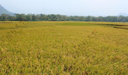 金色水稻田