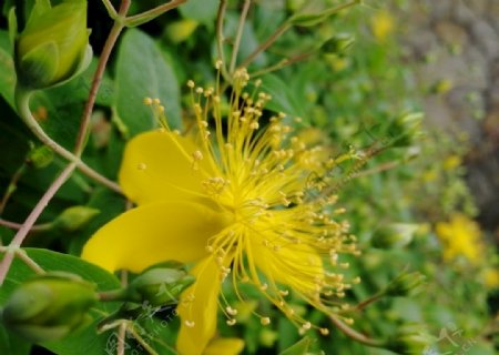 金丝桃黄色野花景观植物