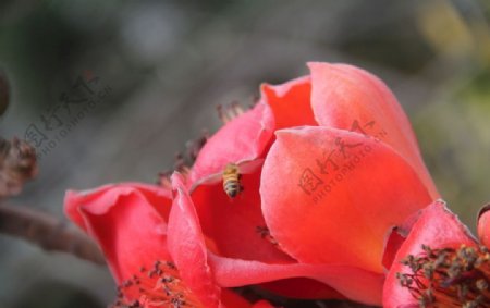 木棉花