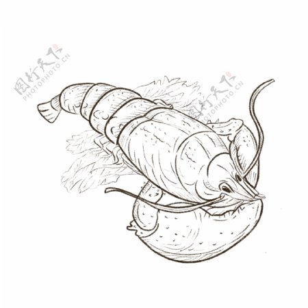 海鲜铅笔画细线条日式龙虾卡通
