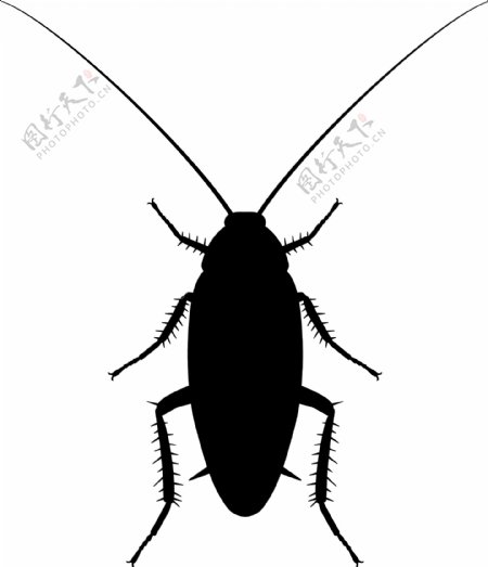 昆虫系列蟑螂剪影