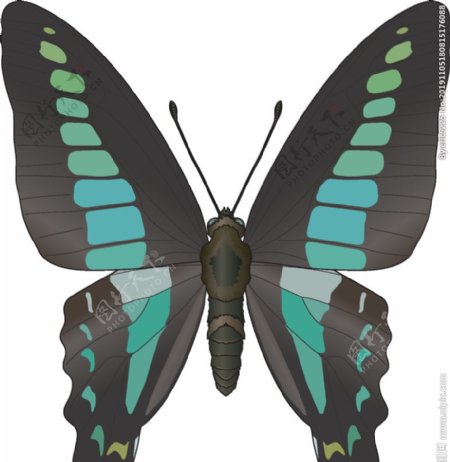 昆虫系列绿色黑色蝴蝶