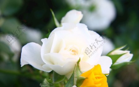 白色玫瑰月季花