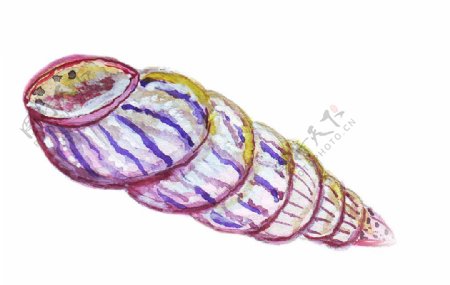 手绘水彩海螺