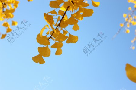 秋天蓝天白云银杏叶黄色