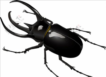 昆虫系列锹形虫褐黑色