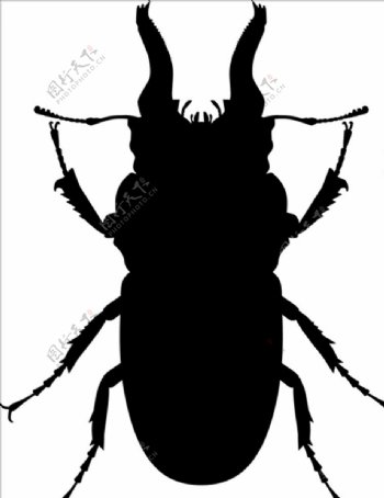 昆虫系列锹形虫剪影