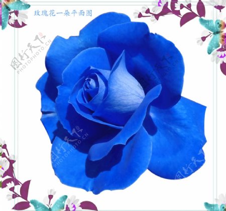 一朵蓝玫瑰花朵图片素材