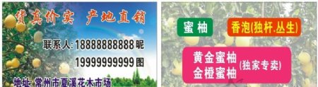 香橼香泡胡柚桔子园林绿化名片