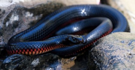 黑色毒蛇爬虫蛇类动物