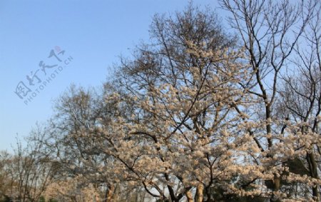 阳光照耀着樱花树