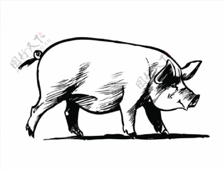 手绘猪肉猪八戒动物