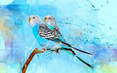 鸟类水彩画