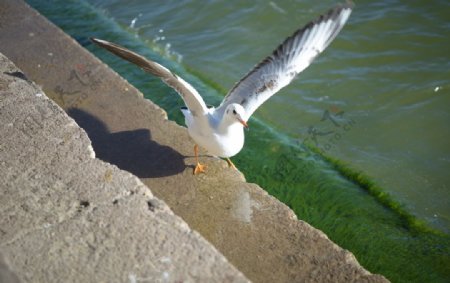 展翅海鸥