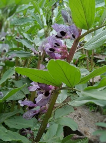花朵蚕豆植物蔬菜紫色