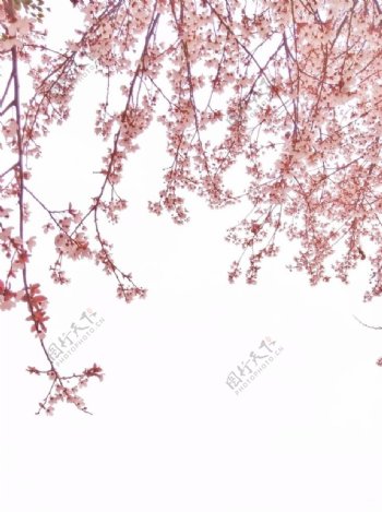 紫叶李叶子春天树叶粉色