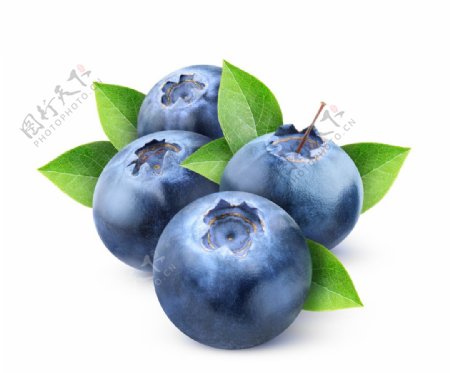 蓝莓蓝莓黑莓鲜果