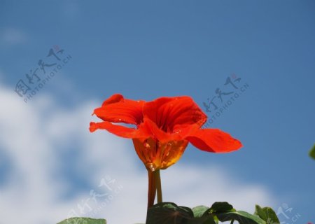 旱金莲花卉摄影美图