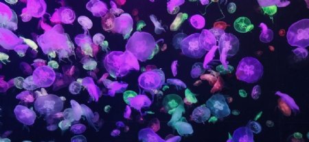 深海水母