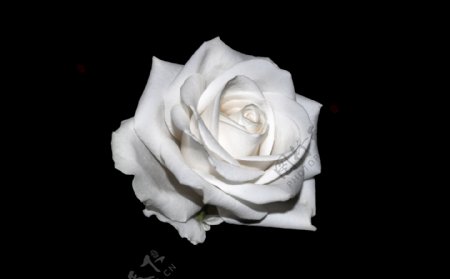 黑色背景白玫瑰