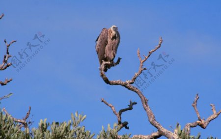 兀鹫鸟非洲自然