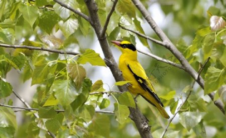 黑枕黄鹂鸟小鸟野生动物