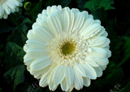 白色的非洲菊花美丽自然