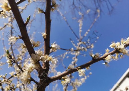 三月花树