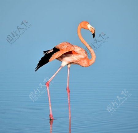湖里的粉红色火烈鸟