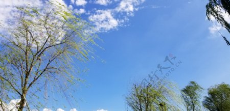 初春蓝天白云下的柳树