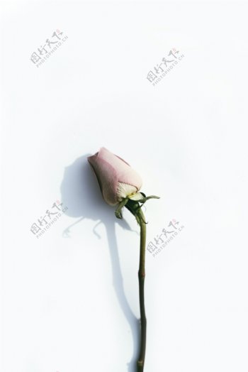 未绽放的粉色玫瑰