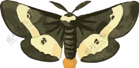 蝴蝶昆虫插画