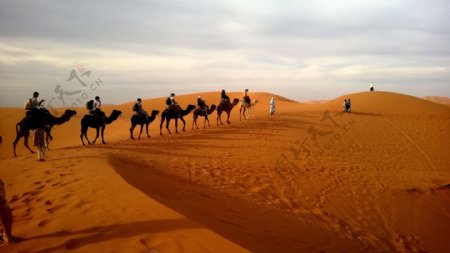 沙漠上的行走的驼队