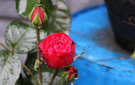 月季雨中月季玫瑰花