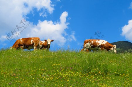 白云蓝天草地上的牛