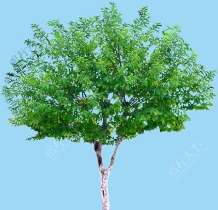 绿色植物背景树木