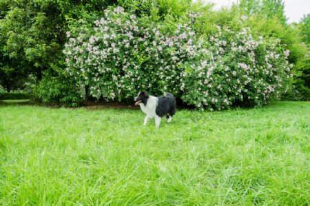 狗和花丛
