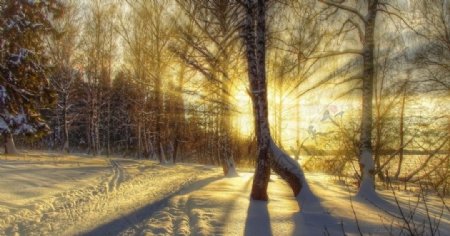 冬日阳光树林图