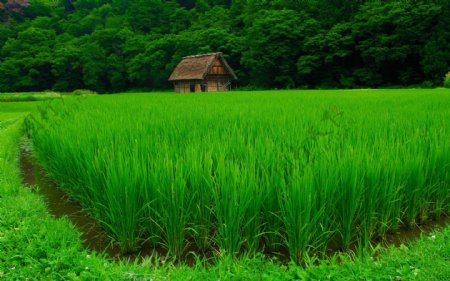 农村水稻风景