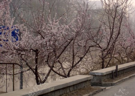 北京十里堡小区三月桃花