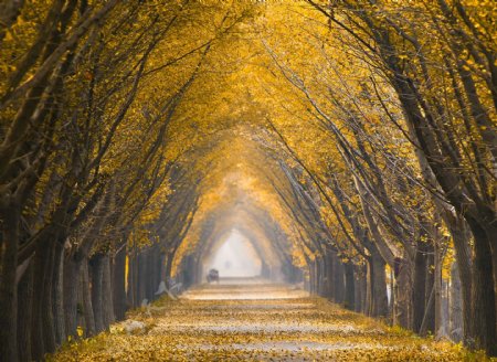 秋天的林间道路
