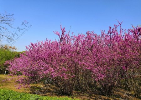 紫荆花紫荆树