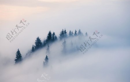 薄雾森林