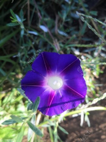 蓝色紫色喇叭花牵牛花