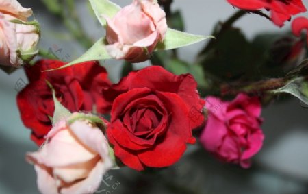 月季花玫瑰红花