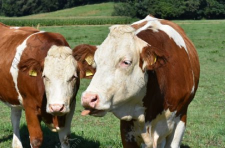 奶牛肉牛牲畜养殖