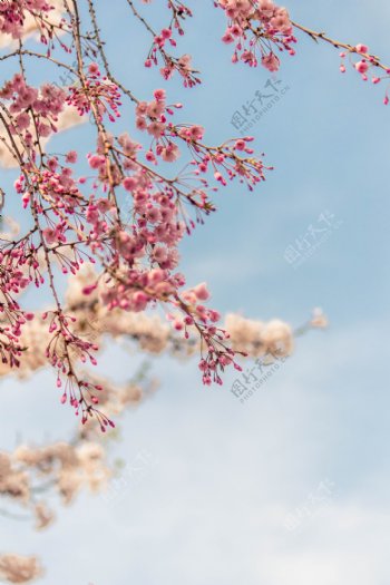 樱花桃花天空蓝色清新背景素材